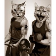Шторка д/ванной 180*200см фотопринт с кольцами Gum cats Шторка д/ванной 180*200см фотопринт с кольцами Gum cats